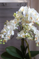 Villano Akima, storczyk w białym wazonie, wys.60cm