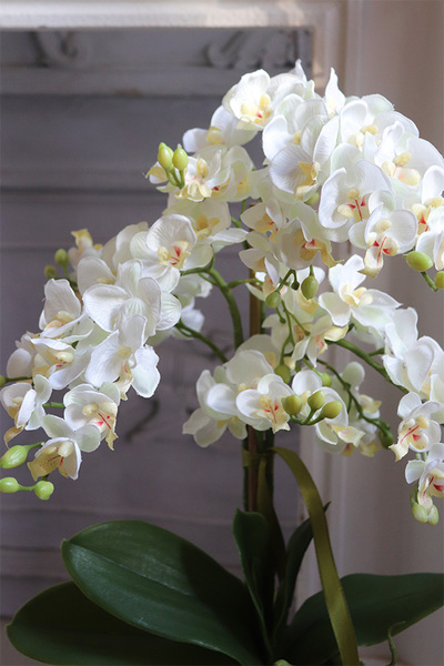 Villano Akima, storczyk w białym wazonie, wys.60cm