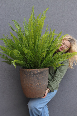 Fern Pompei, sztuczna paproć w donicy ceramicznej, wys.100cm