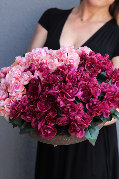 Begonie, kompozycja w terakotowej misie, wym.28x40cm