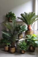 Cykas Gold Hilton, sztuczna roślina w złotej donicy