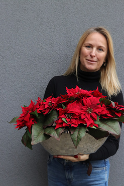 Gwiazda Betlejemska Laos Silver, wysokiej jakości sztuczna roślina, wym.30x57cm