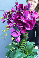 fioletowy storczyk w pucharze, Purple Glamour, wys.62cm