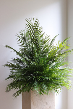 Areca Palma Saute, kompozycja z liści palmowych, wys.