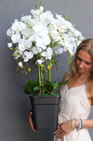 Mediolan Change, storczyk do Twojej donicy