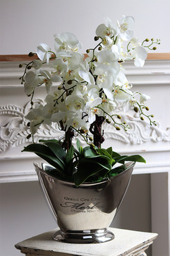 Alessi New, ekskluzywny storczyk w coolerze, wys.75cm 