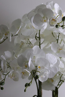 Mediolan Klasico, bogaty storczyk podłogowy w białej donicy, wys.120cm