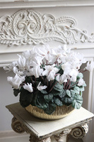 Szronione Cyklameny, elegancka zimowa kompozycja