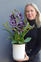 Jenny Purple, gumowy storczyk w donicy