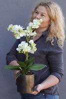 Figaro Modern, sztuczny storczyk w ozdobnej donicy