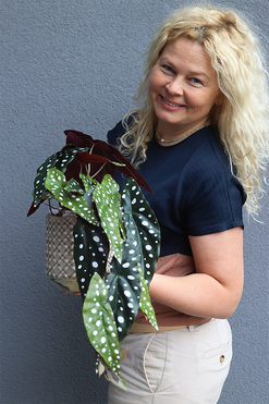 Begonia Koralowa, roślina doniczkowa w osłonce, wys.30/48cm
