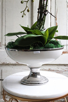 fioletowy storczyk w pucharze, Purple Glamour, wys.62cm