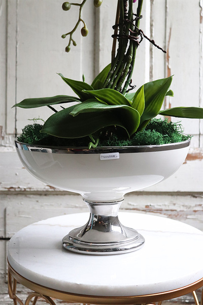 fioletowy storczyk w pucharze, Purple Glamour, wys.62cm