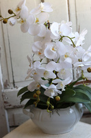 biały storczyk w wazie porcelanowej, Vaseno, wys.64cm