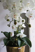 Gedristo White, biały storczyk w złotym pucharze, wys.60cm