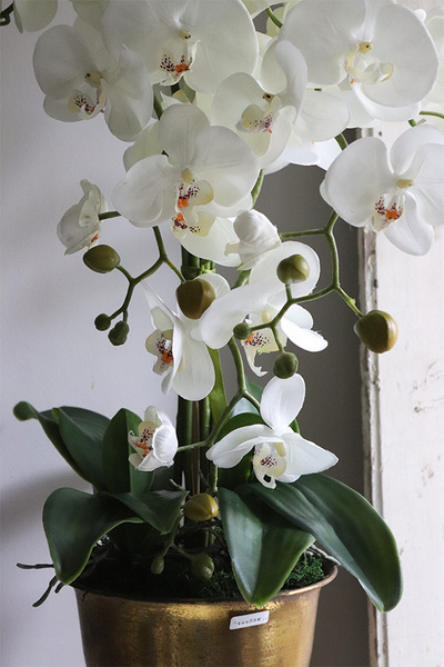 Gedristo White, biały storczyk w złotym pucharze, wys.60cm