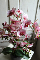 Krefista Pink, gumowy storczyk w czarnej donicy, wys.61cm 