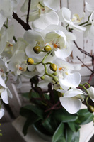 Glassier Hefru, biały storczyk w szklanej misie, wys.70cm 