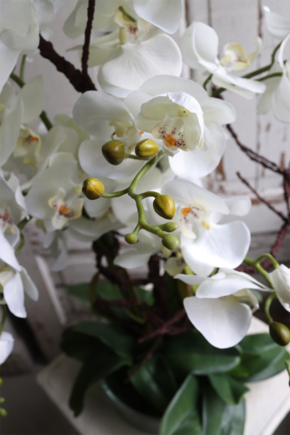 Glassier Hefru, biały storczyk w szklanej misie, wys.70cm 