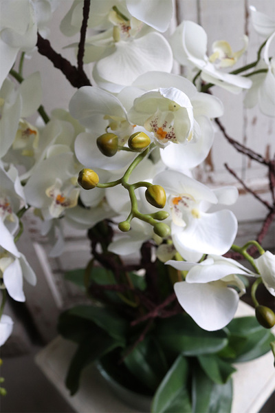 Glassier Hefru, biały storczyk w szklanej misie, wys.70cm 