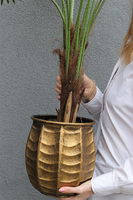 Palma Livistona Bellis, sztuczna roślina w doniczce