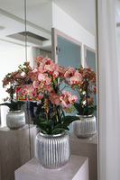 Verriana Granada Albina, gumowy storczyk w srebrnej donicy