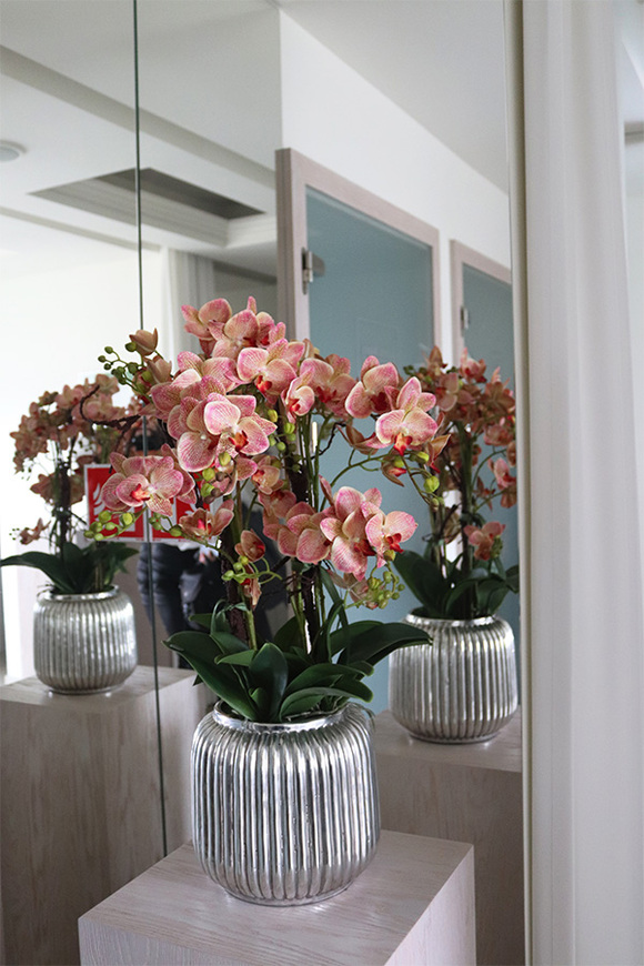 Verriana Granada Albina, gumowy storczyk w srebrnej donicy