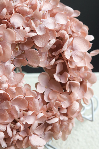 Leossi Cappuccino, dekoracyjny wianek z hortensji