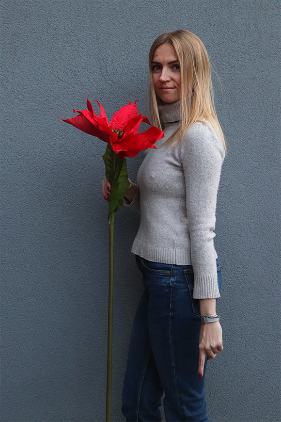 Czerwona Gwiazda Betlejemska, świąteczny kwiat poinsecji