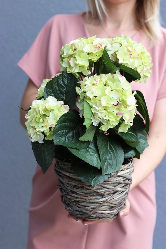 hortensja w wiszącym koszyku, Provenere Green, wys.40cm