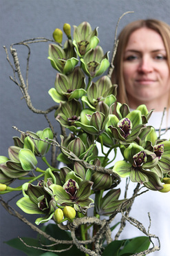 Green Housemania, gumowy storczyk cymbydium w doniczce, wys.76cm 