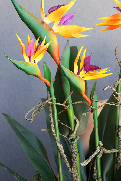 Laos Strelicja High, egzotyczna kompozycja w białej donicy, wys.90cm 