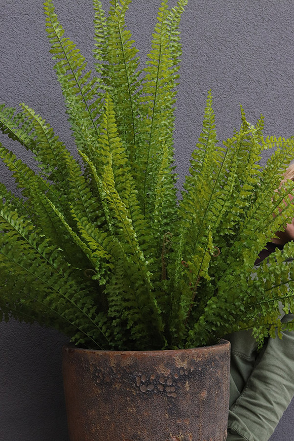 Fern Pompei, sztuczna paproć w donicy ceramicznej