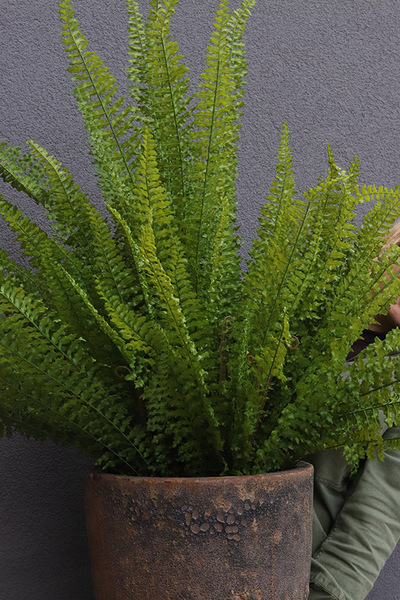 Fern Pompei, sztuczna paproć w donicy ceramicznej