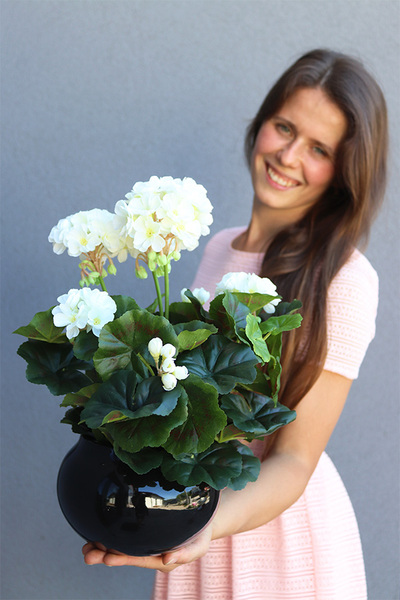 kompozycja kwiatowa, Pelargonie Black, wys.39cm