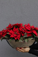 Gwiazda Betlejemska Laos Silver, wysokiej jakości sztuczna roślina