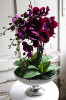 fioletowy storczyk w pucharze, Purple Glamour, wys.62cm