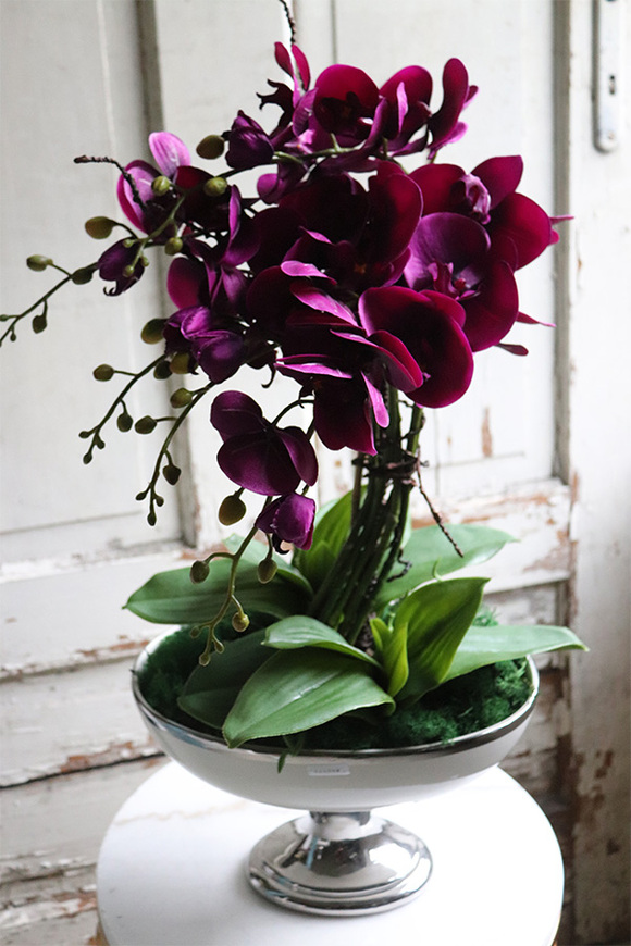 fioletowy storczyk w pucharze, Purple Glamour, wys.62cm