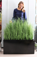 Fiberglass Grande Premium, sztuczne trawy w czarnej donicy, wys.110cm