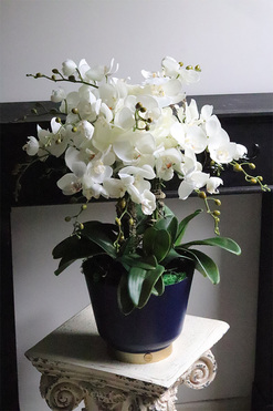 Blue Moon, biały sztuczny storczyk w niebieskiej donicy, wys.65cm