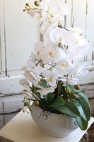 biały storczyk w wazie porcelanowej, Vaseno, wys.64cm