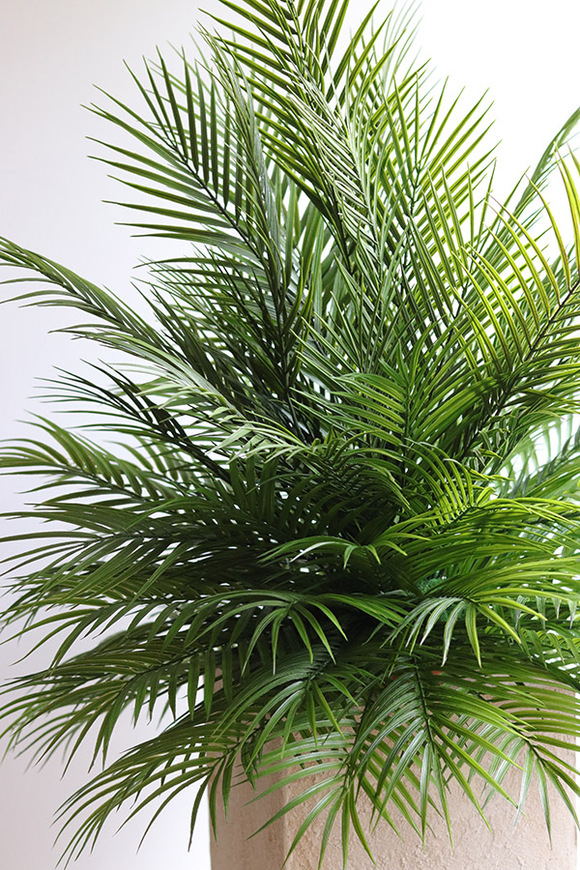 Areca Palma Saute, kompozycja z liści palmowych