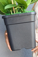 Mediolan Change, storczyk do Twojej donicy