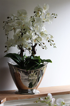 Alessi New, ekskluzywny storczyk w coolerze, wys.75cm 