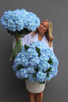 Sky Blue, bukiet niebieskich hortensji