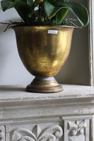 Gedristo White, biały storczyk w złotym pucharze, wys.60cm