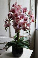 Krefista Pink, gumowy storczyk w czarnej donicy, wys.61cm 