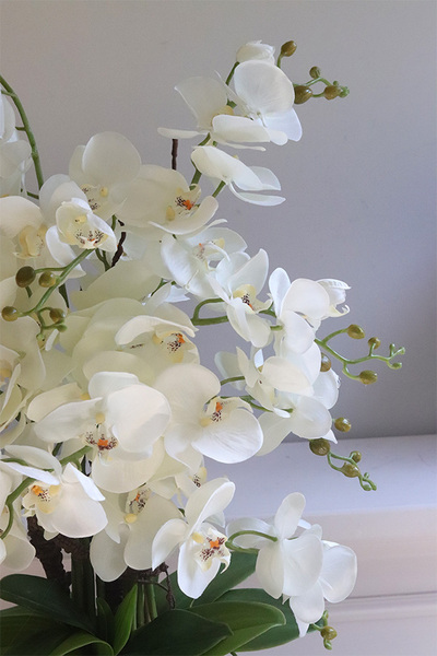 Patras, storczyk w szklanym naczyniu