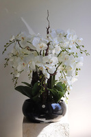 Japania Black Piano, storczyk w czarnej donicy