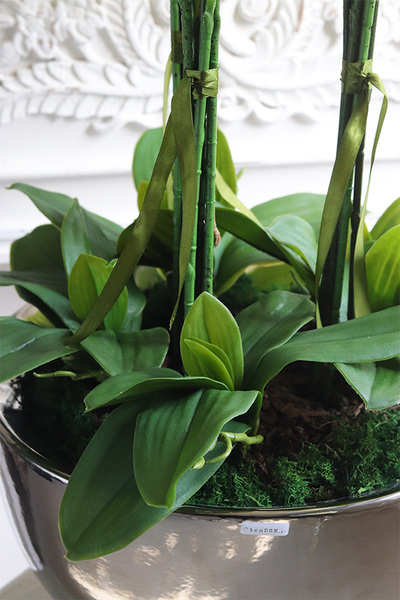 Helissa Lucky, gumowy storczyk w lustrzanej donicy z podstawką